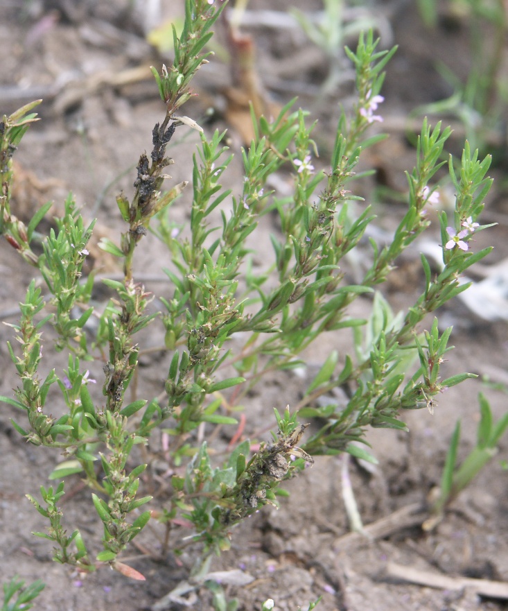 Изображение особи Lythrum thymifolia.