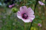 Althaea cannabina