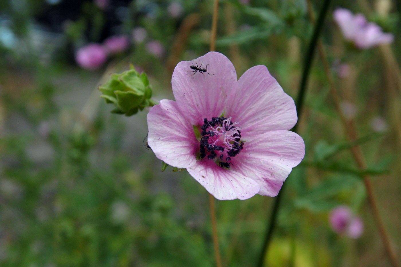 Image of Althaea cannabina specimen.