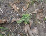 Digitalis purpurea