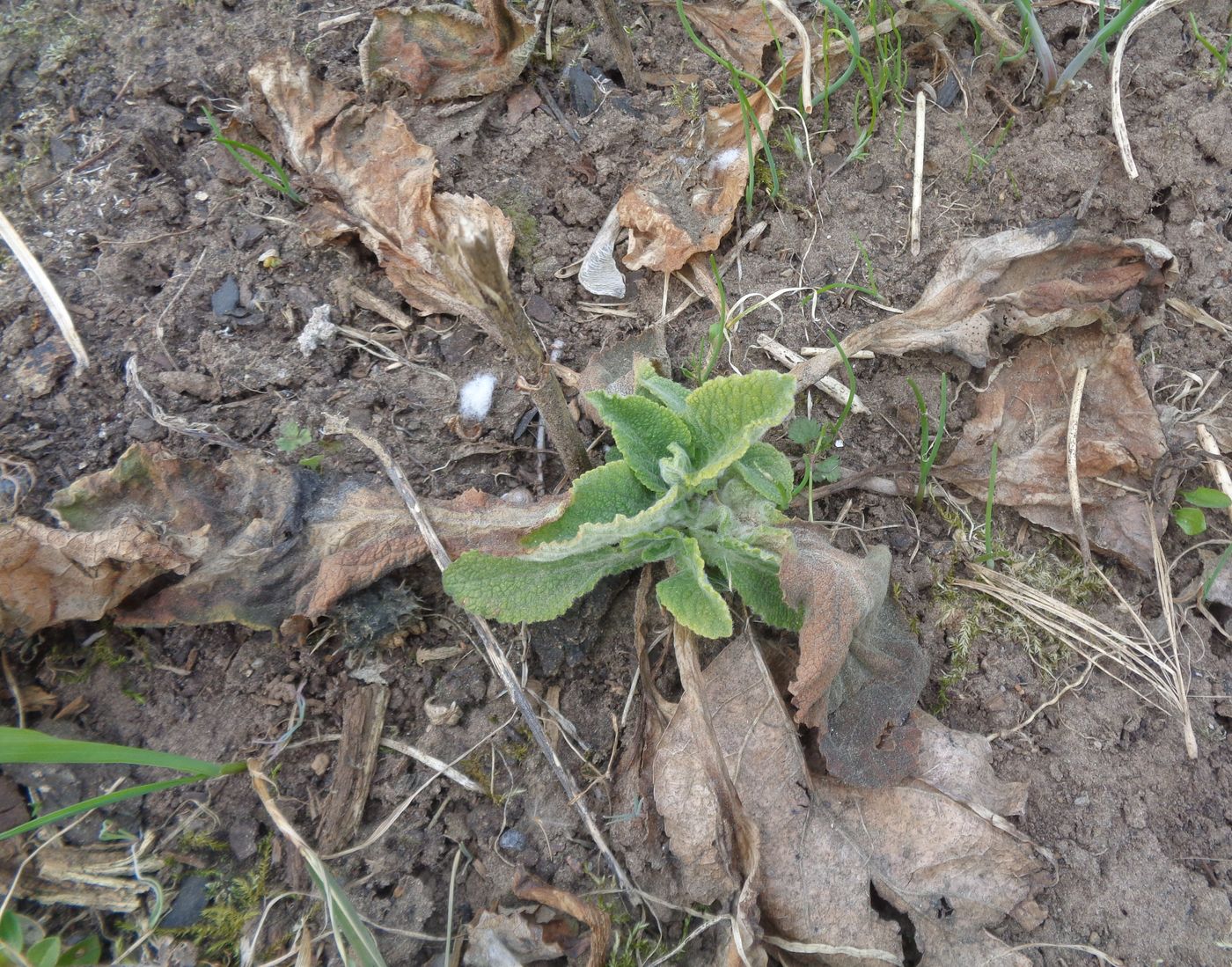 Изображение особи Digitalis purpurea.