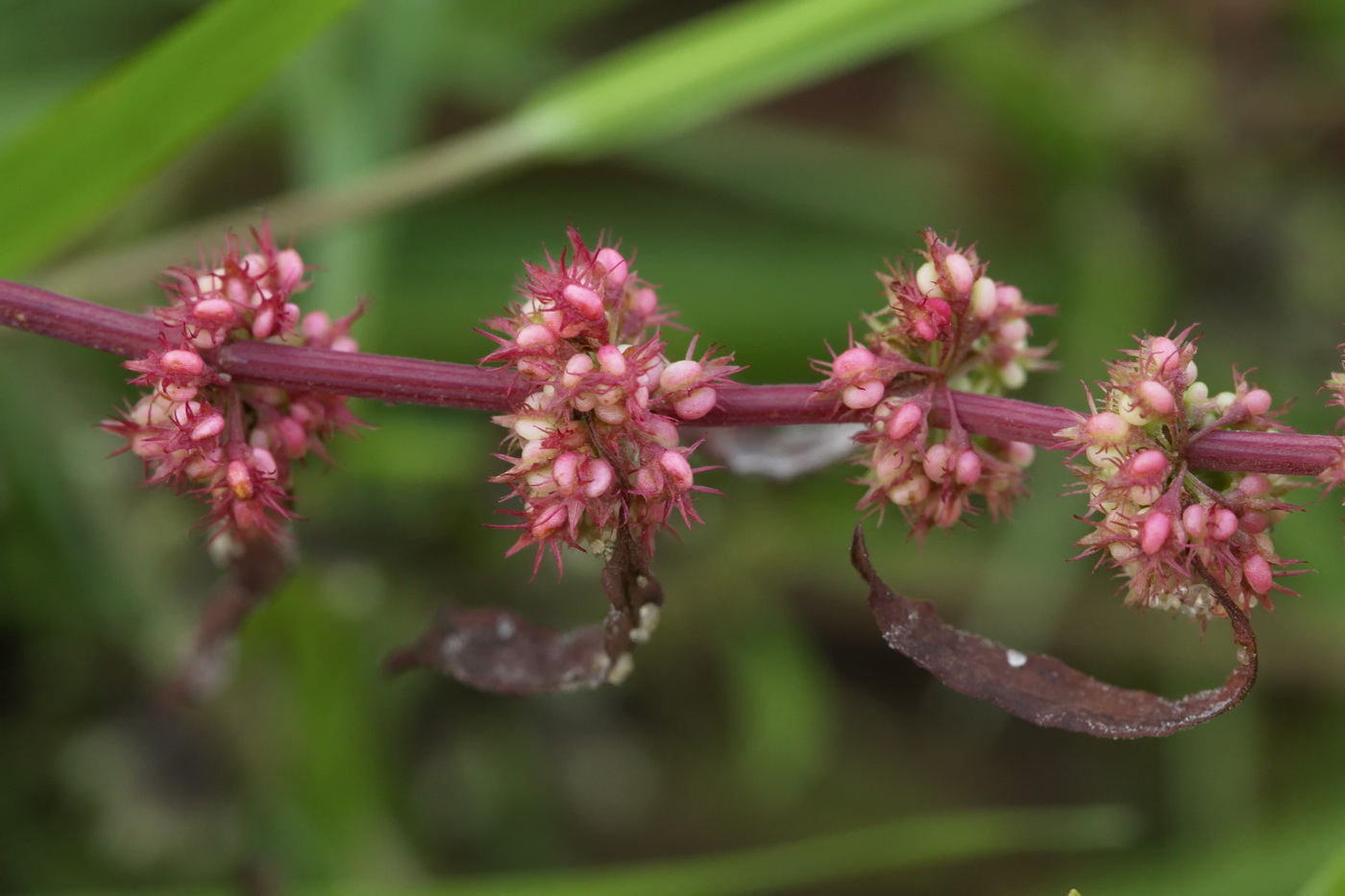 Изображение особи Rumex ucranicus.