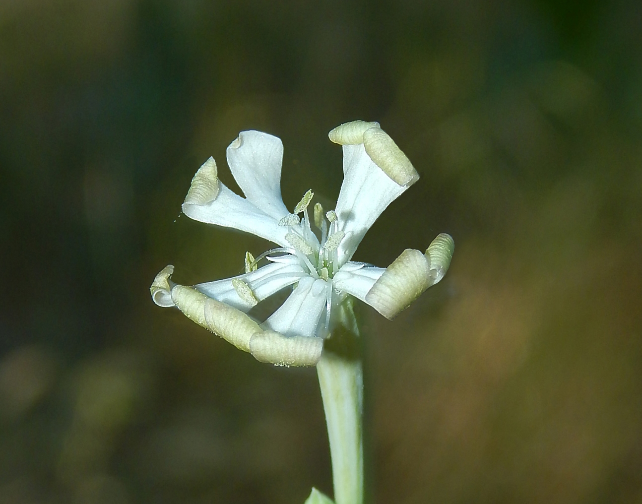 Image of Silene bupleuroides specimen.