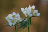 Anemonastrum crinitum