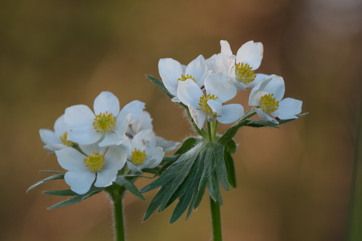 Изображение особи Anemonastrum crinitum.