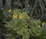 Oxalis corniculata