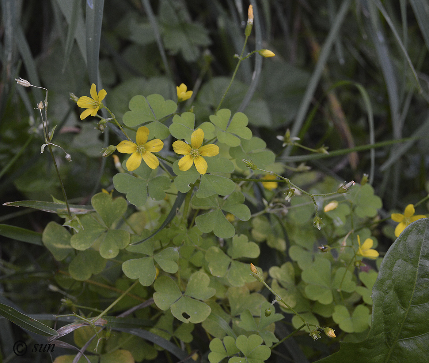 Изображение особи Oxalis corniculata.