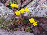 Saxifraga flagellaris