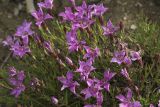 Dianthus chinensis. Верхушки побегов с соцветиями. Сахалинская обл., Охинский р-н, п-ов Шмидта, средняя часть склона прибрежной сопки. 19.07.2017.