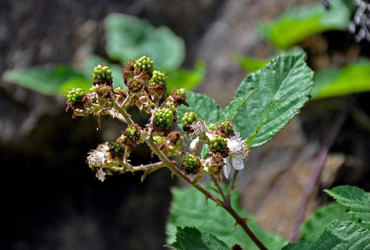 Изображение особи род Rubus.