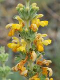 Phlomoides goloskokovii