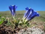 Gentiana grandiflora. Цветущее растение. Восточный Казахстан, Южный Алтай, хр. Сарымсакты, пер. Бурхат, ≈ 2250 м н.у.м., горная тундра. 22 июня 2019 г.