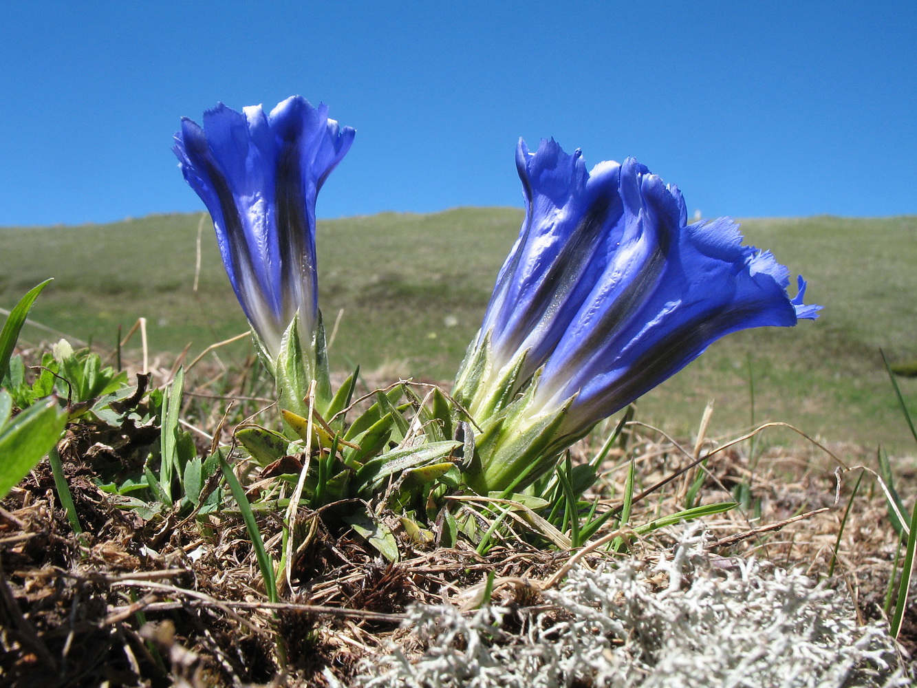 Изображение особи Gentiana grandiflora.