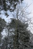Populus tremula. Одиночное дерево в сосново-дубовом лесу. Беларусь, г. Гродно, лесопарк Пышки. 24.12.2018.