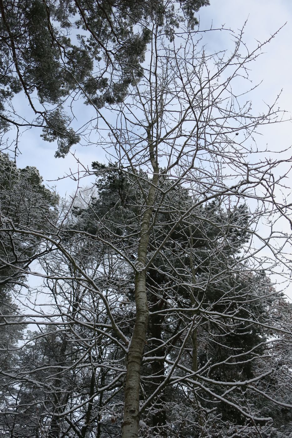 Image of Populus tremula specimen.