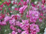 Matthiola incana