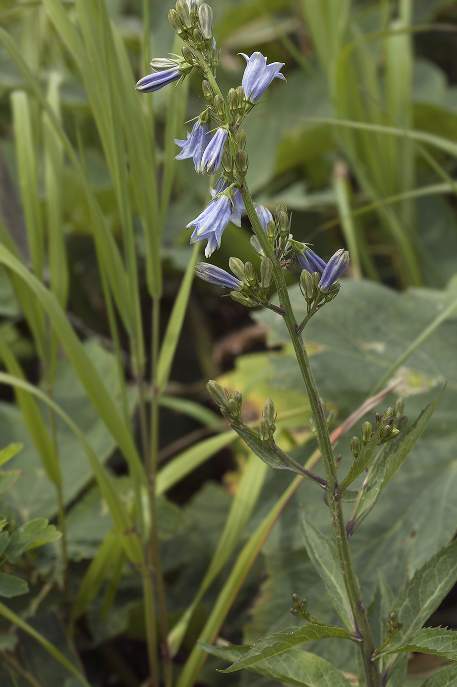 Изображение особи Adenophora triphylla.