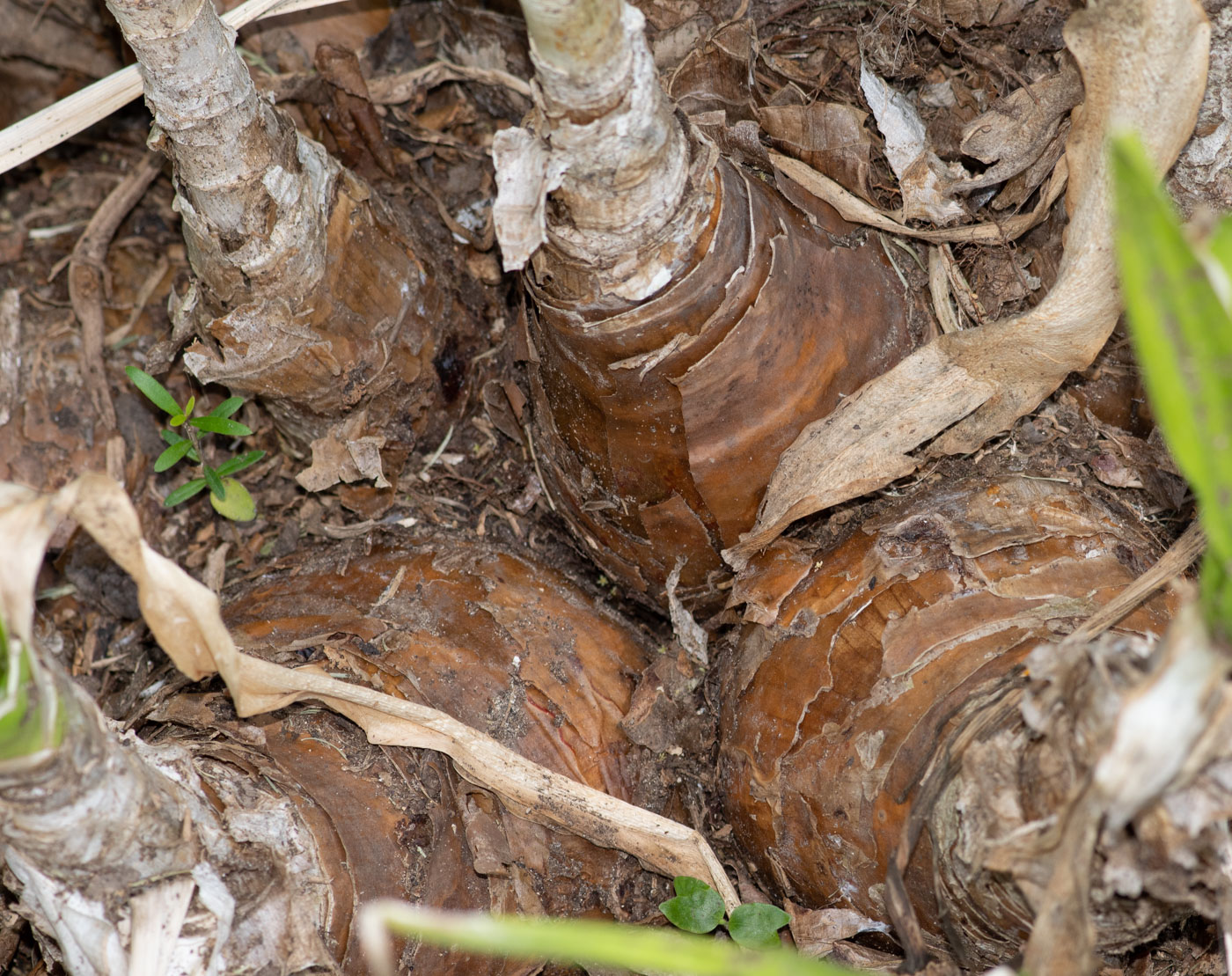 Image of genus Crinum specimen.