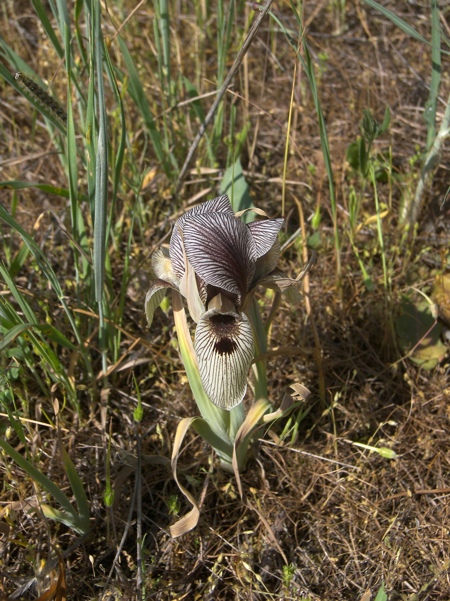 Изображение особи Iris grossheimii.