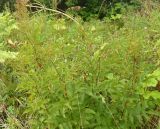 Filipendula подвид denudata