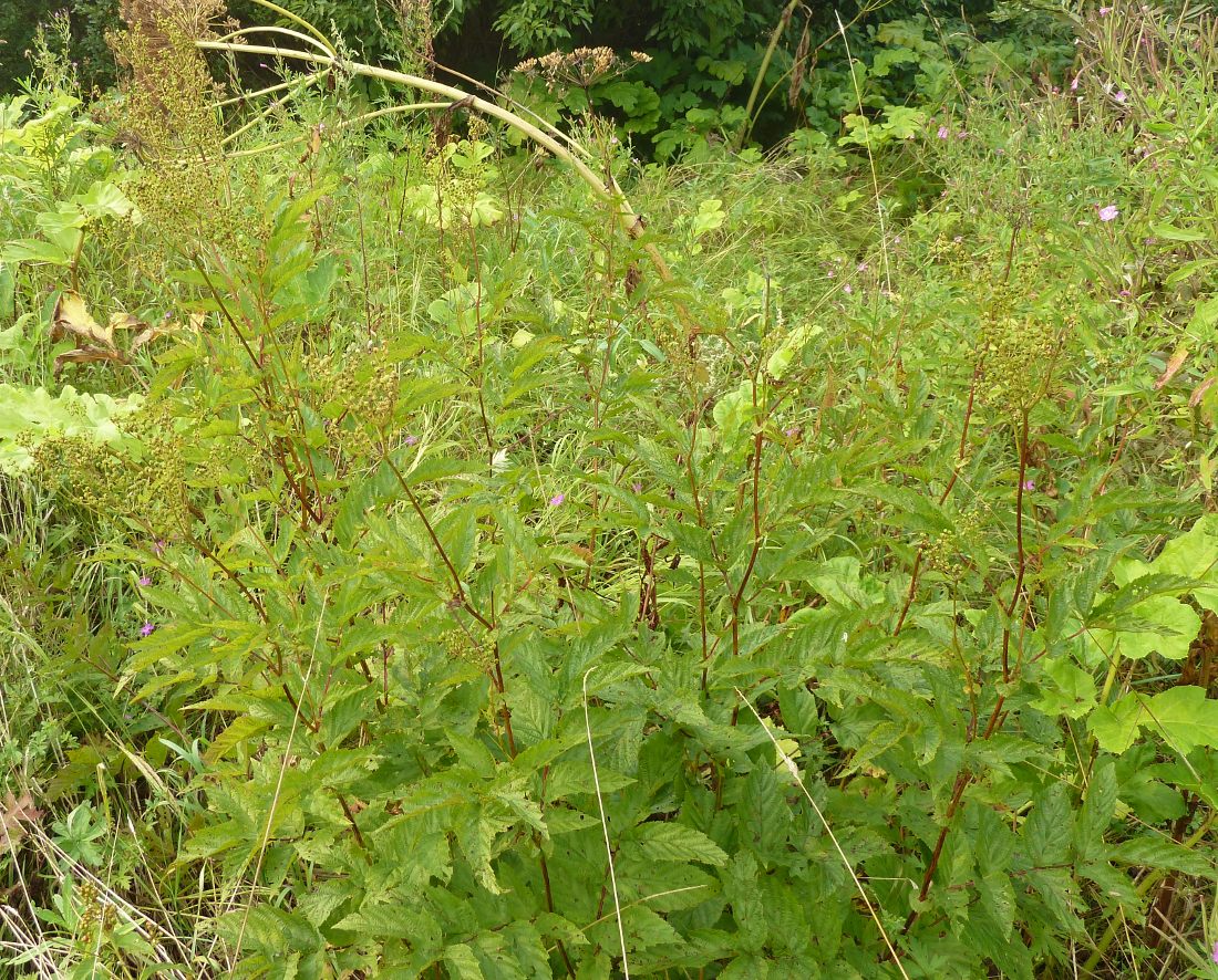 Image of Filipendula ulmaria ssp. denudata specimen.
