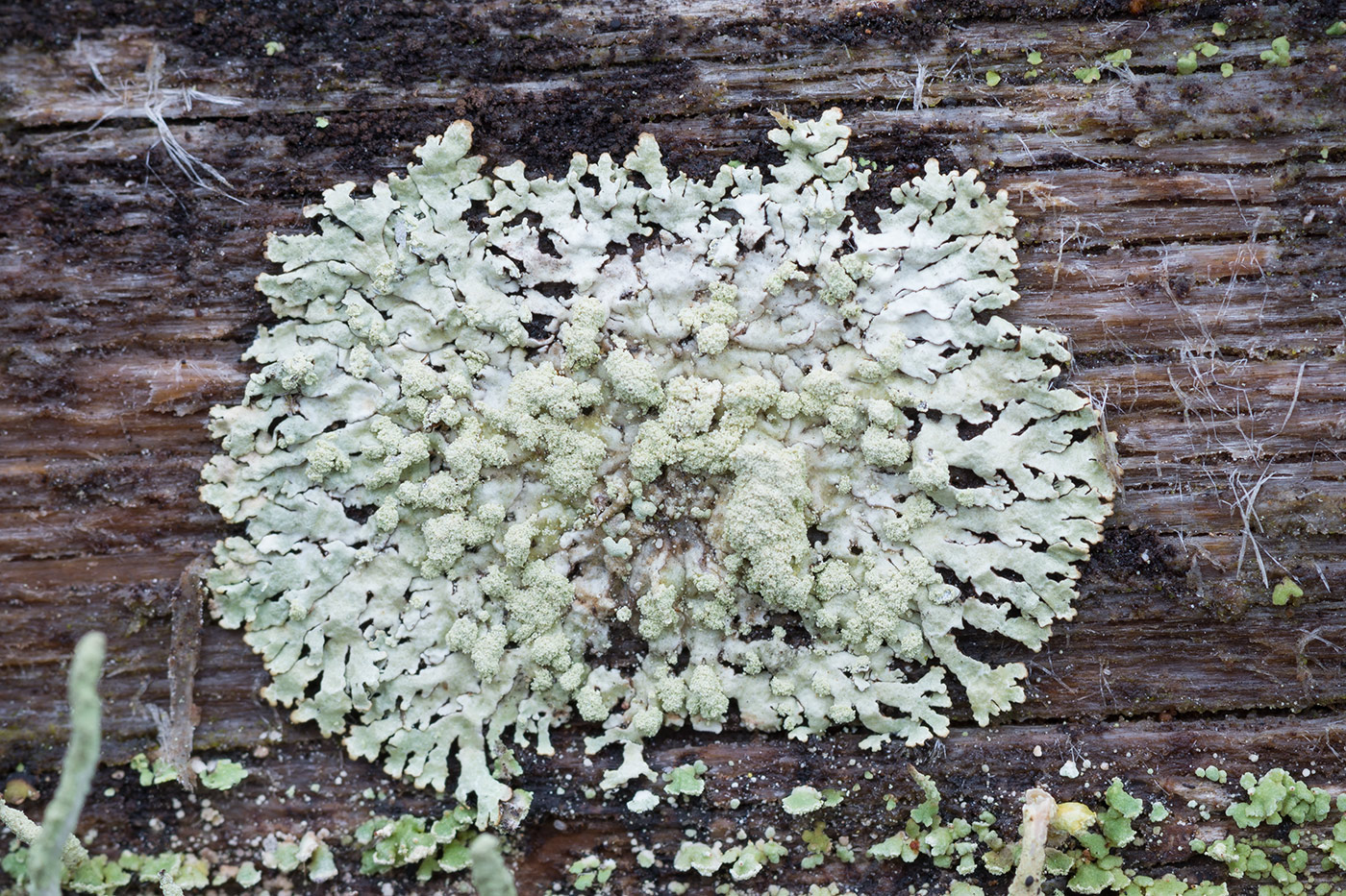 Image of Parmeliopsis hyperopta specimen.