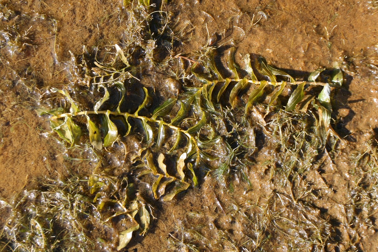 Изображение особи Potamogeton perfoliatus.