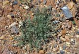 Bassia prostrata. Цветущее растение. Алтай, Кош-Агачский р-н, долина р. Кызыл-Чин, ≈ 1700 м н.у.м., горная полупустыня. 12.06.2019.