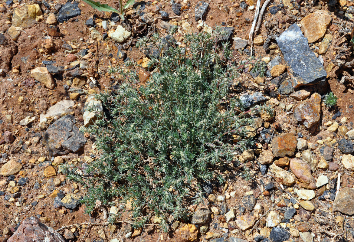 Image of Bassia prostrata specimen.