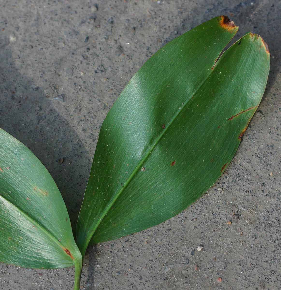 Изображение особи Convallaria majalis.