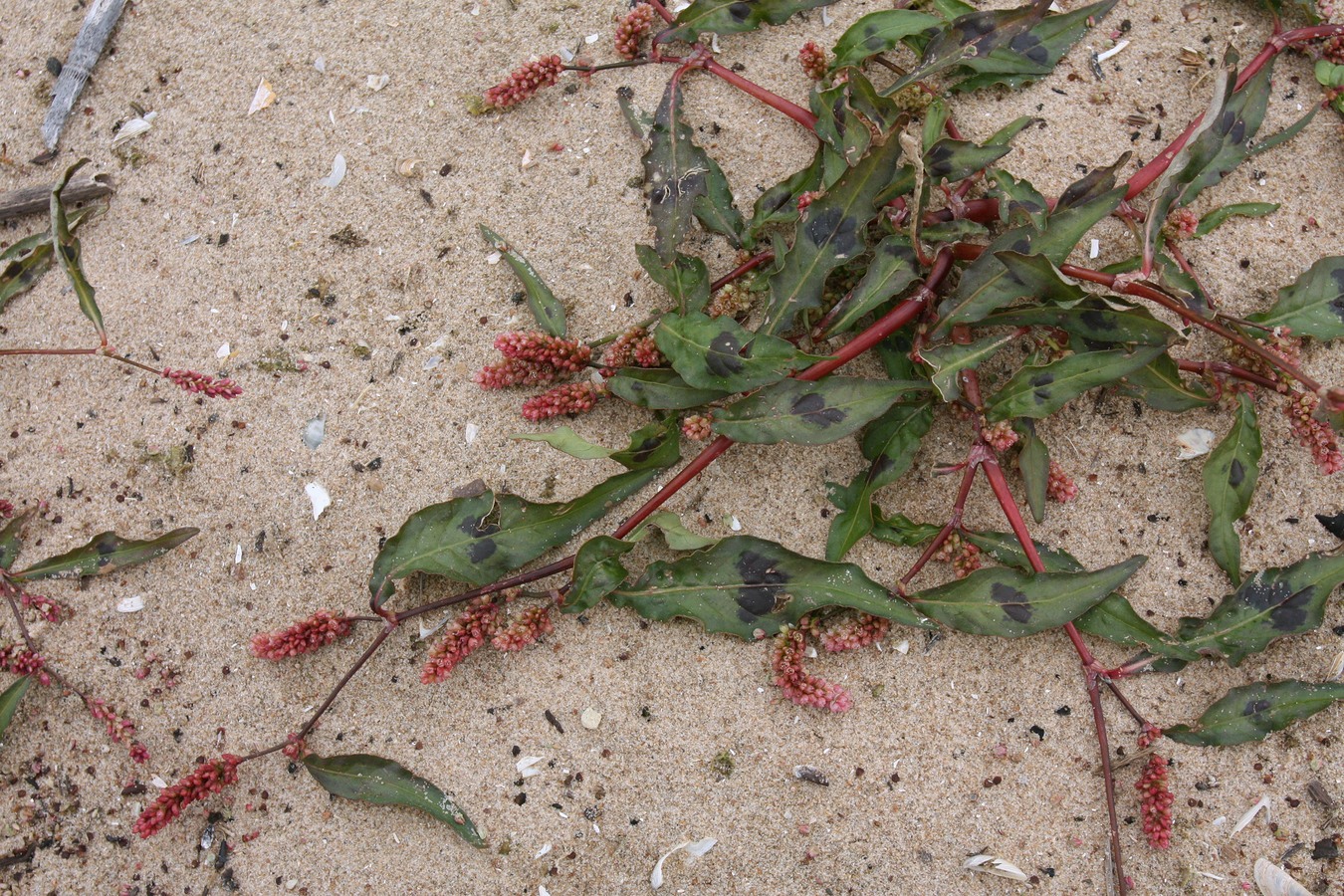 Image of Persicaria maculosa specimen.