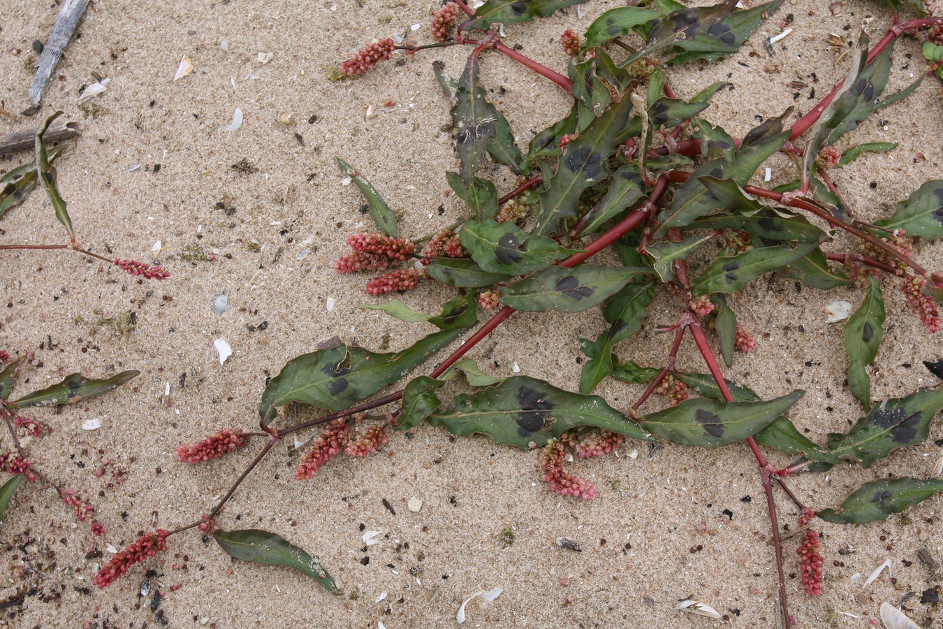 Изображение особи Persicaria maculosa.