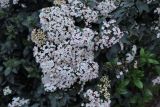 Viburnum tinus. Соцветия. Франция, Париж, V округ, сквер Рене Вивиани. 23.02.2020.