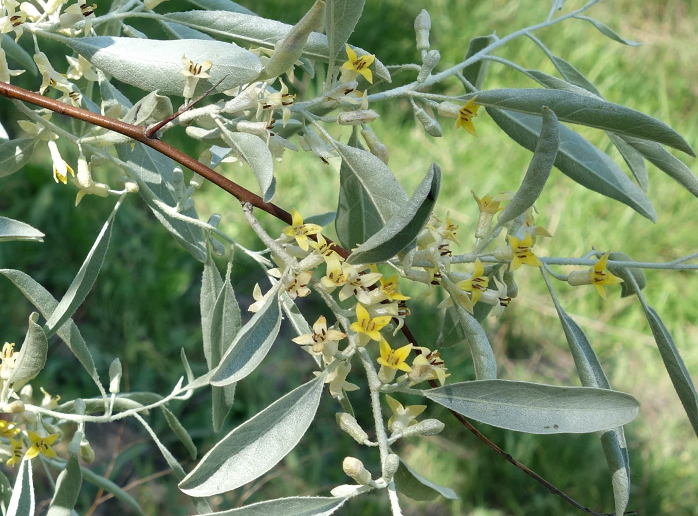 Image of Elaeagnus angustifolia specimen.