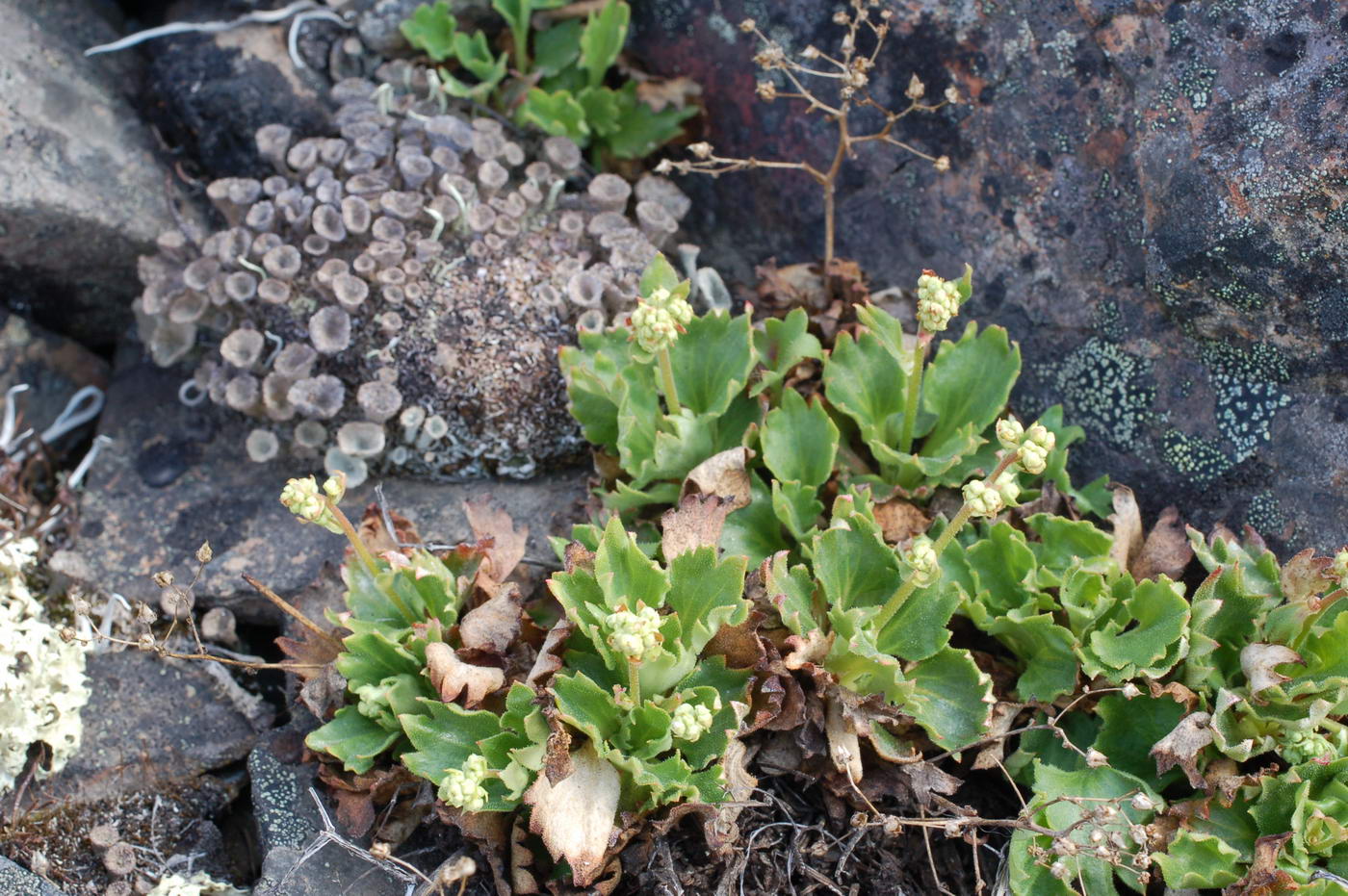 Image of Micranthes nivalis specimen.