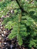 Abies procera