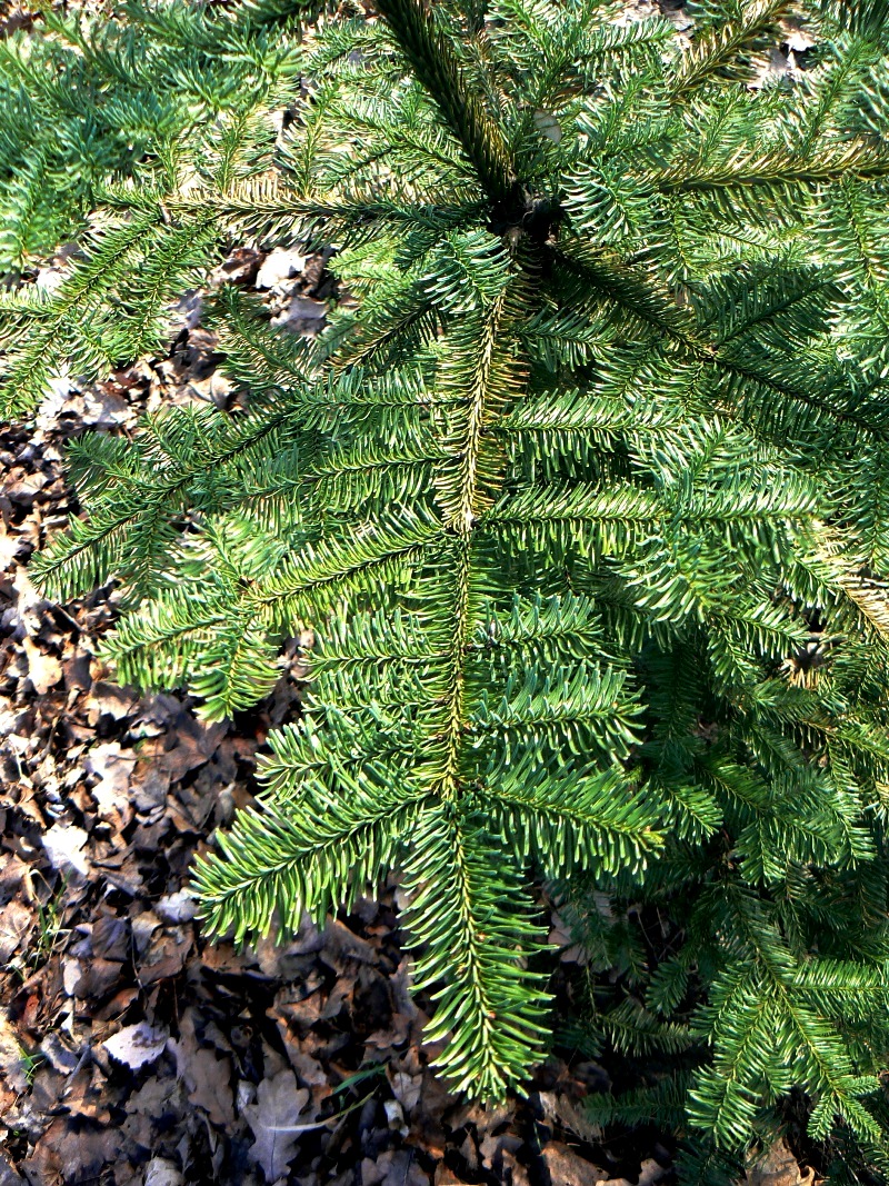 Изображение особи Abies procera.