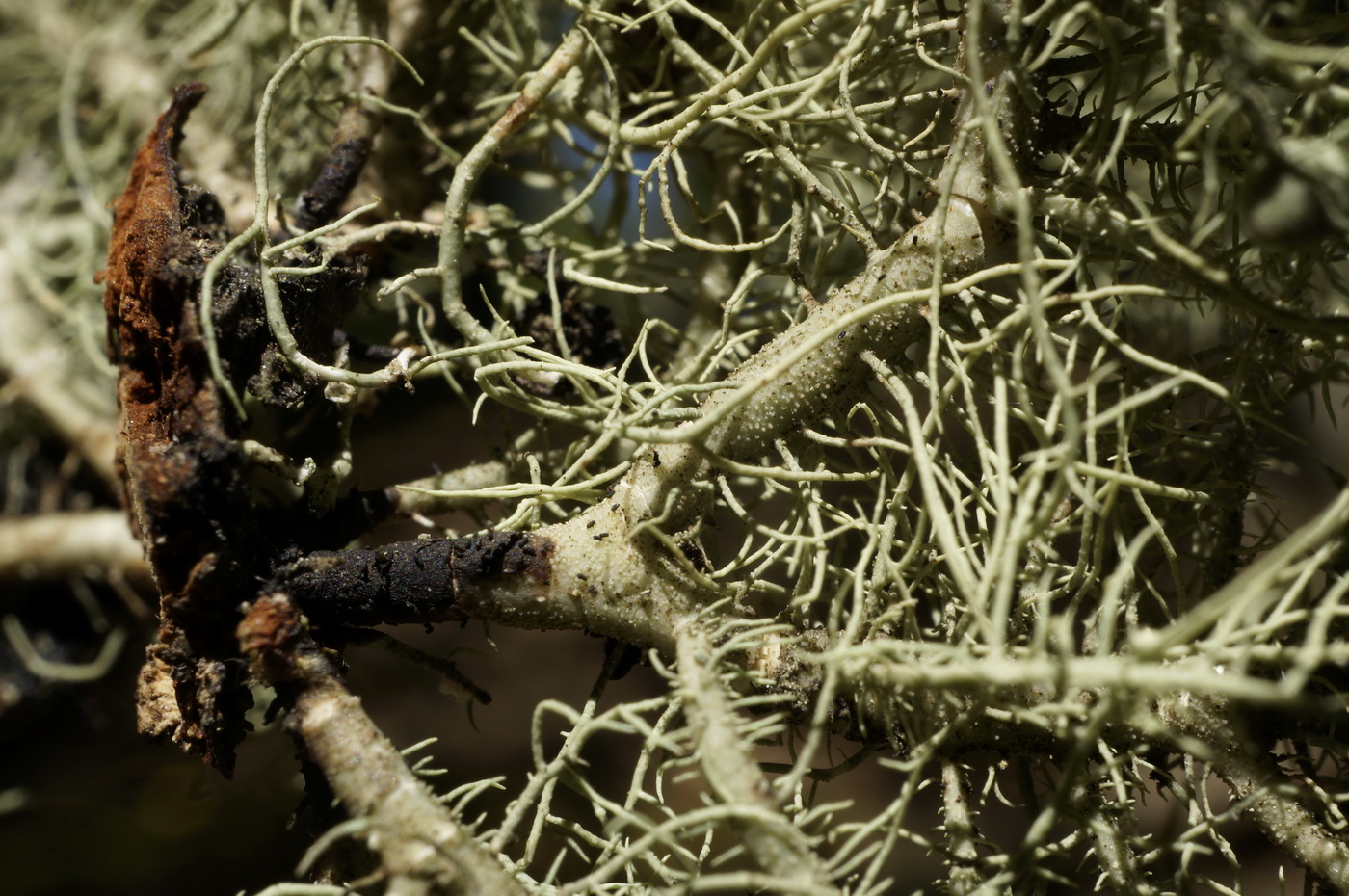 Image of Usnea florida specimen.