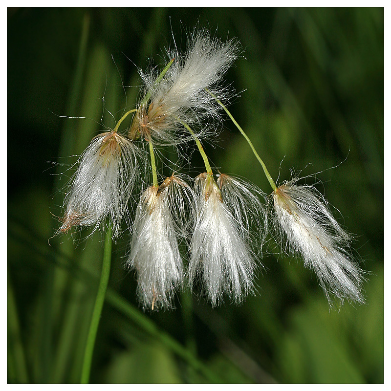 Изображение особи Eriophorum gracile.