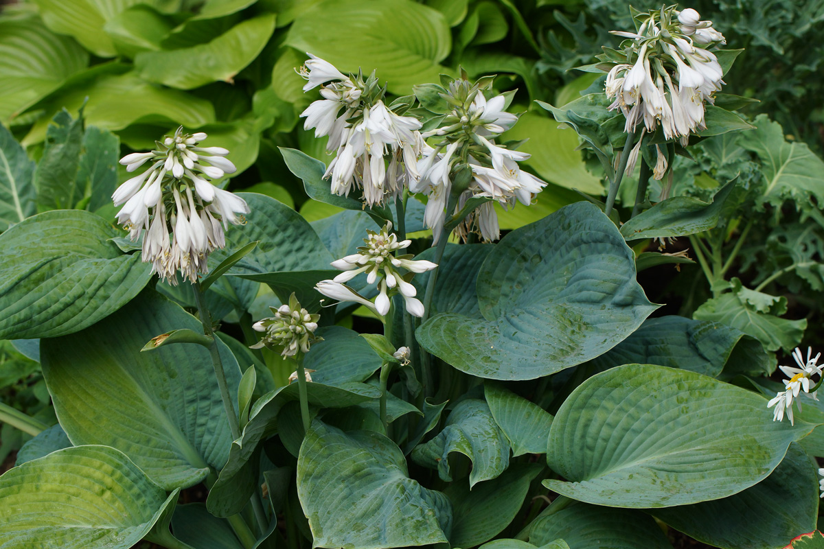 Image of Hosta sieboldiana specimen.