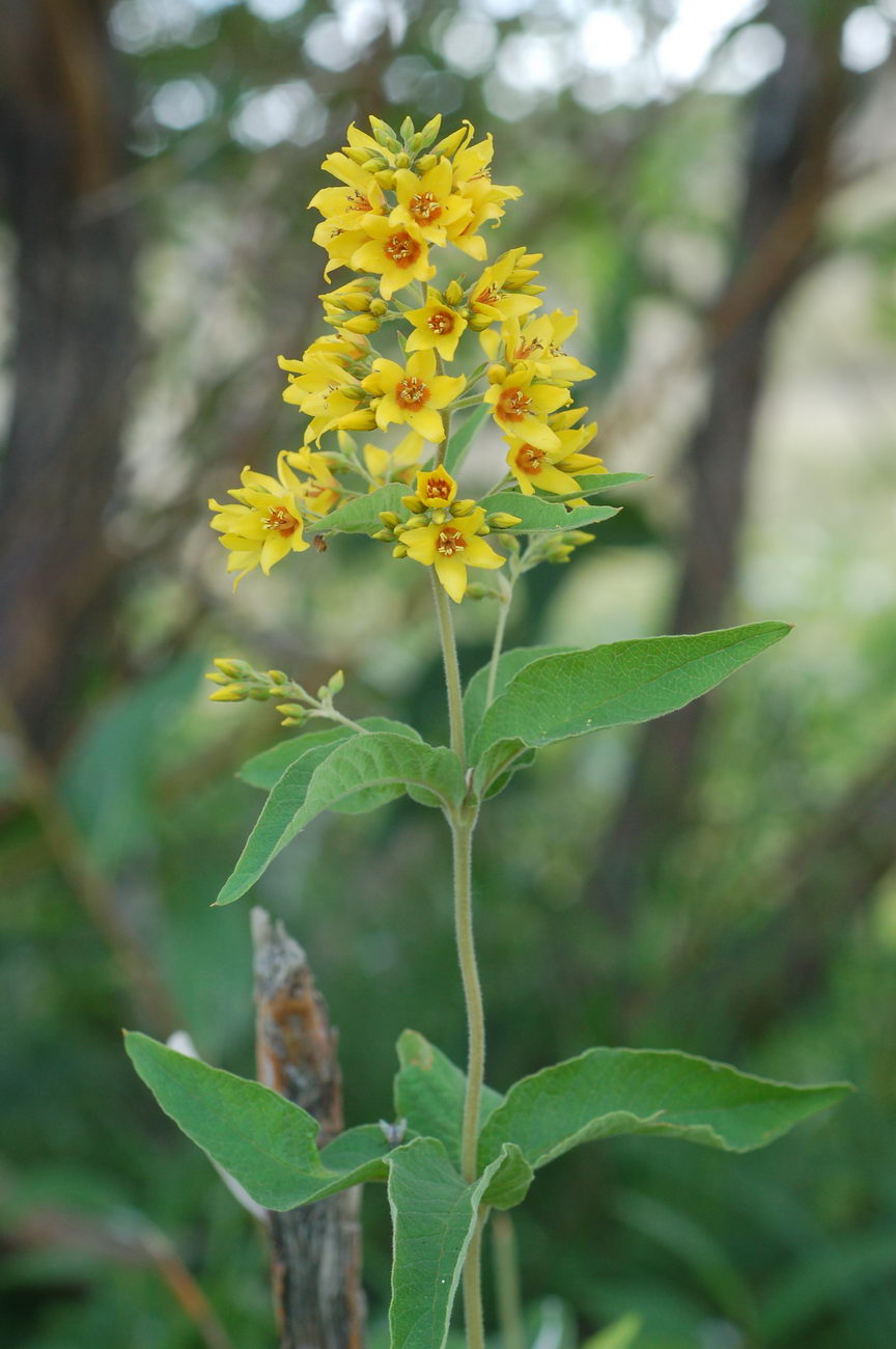 Изображение особи Lysimachia vulgaris.