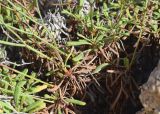 род Limonium. Прикорневая часть растения с листьями и нижними частями побегов. Испания, Каталония, пров. Жирона, комарка Баш-Эмпорда, муниципалитет Бегур, бухта Aiguablava, обнажения лейкогранита на абразионной береговой террасе. 25.09.2019.