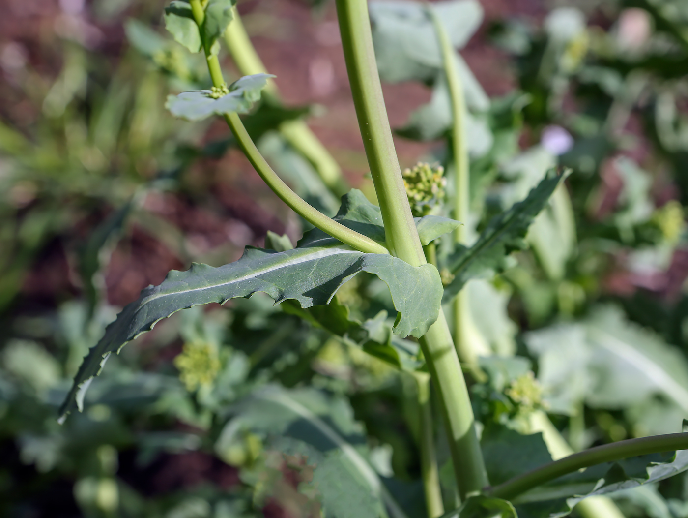 Изображение особи Brassica napus.