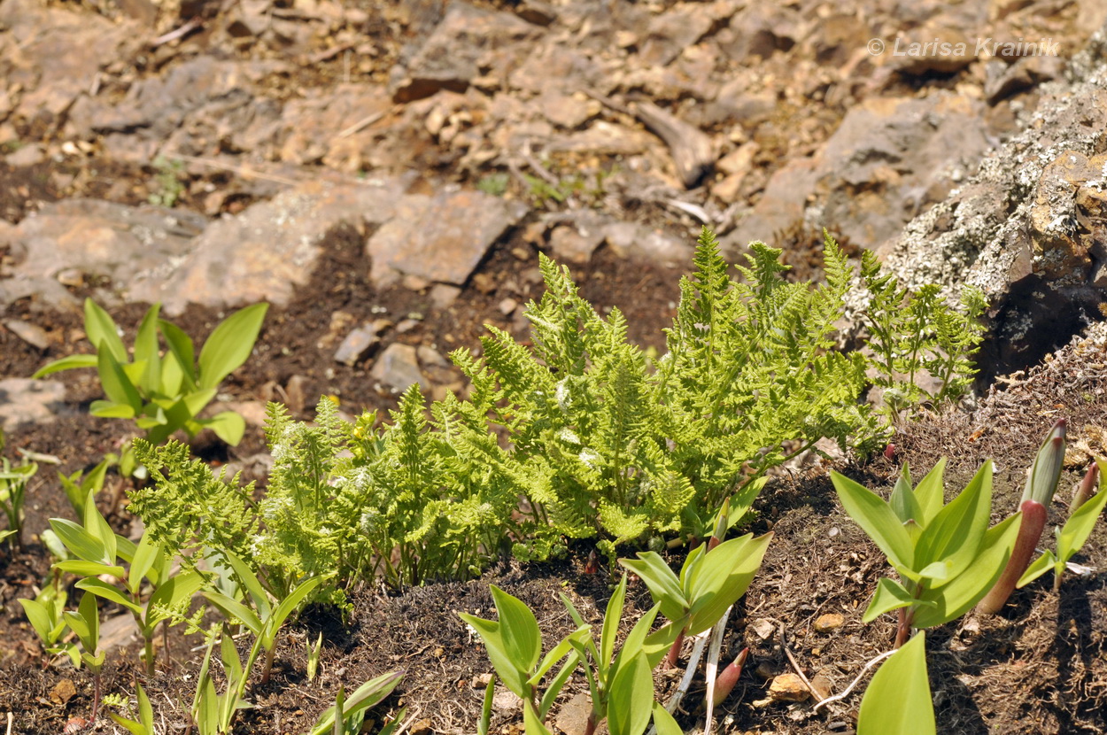 Image of genus Woodsia specimen.