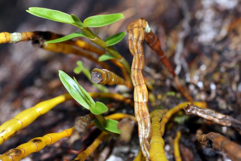 Image of Dendrobium pahangense specimen.