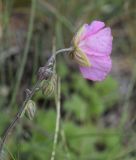 Helianthemum apenninum. Верхушка побега с цветком и бутонами. Испания, автономное сообщество Каталония, провинция Жирона, комарка Альт-Эмпорда, муниципалитет Альбанья, окр. руин Monestir de sant Llorenç de Sous, 855 м н.у.м., пологое плато. 02.06.2020.