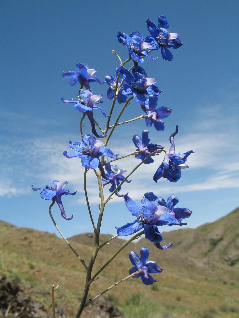 Изображение особи Delphinium longipedunculatum.