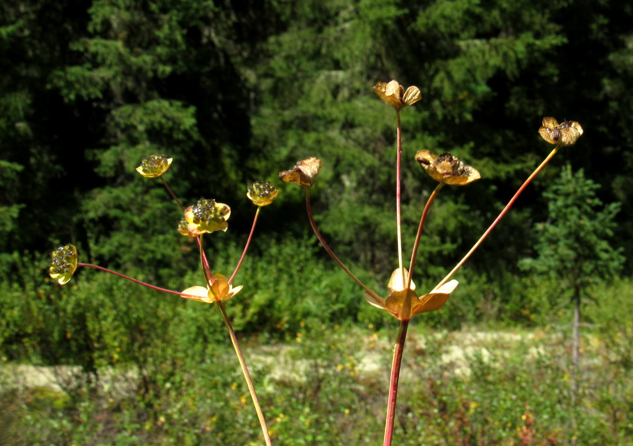 Image of Bupleurum tuschkanczik specimen.