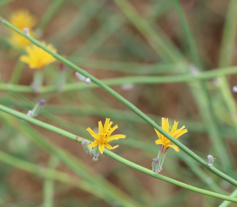 Image of Chondrilla juncea specimen.