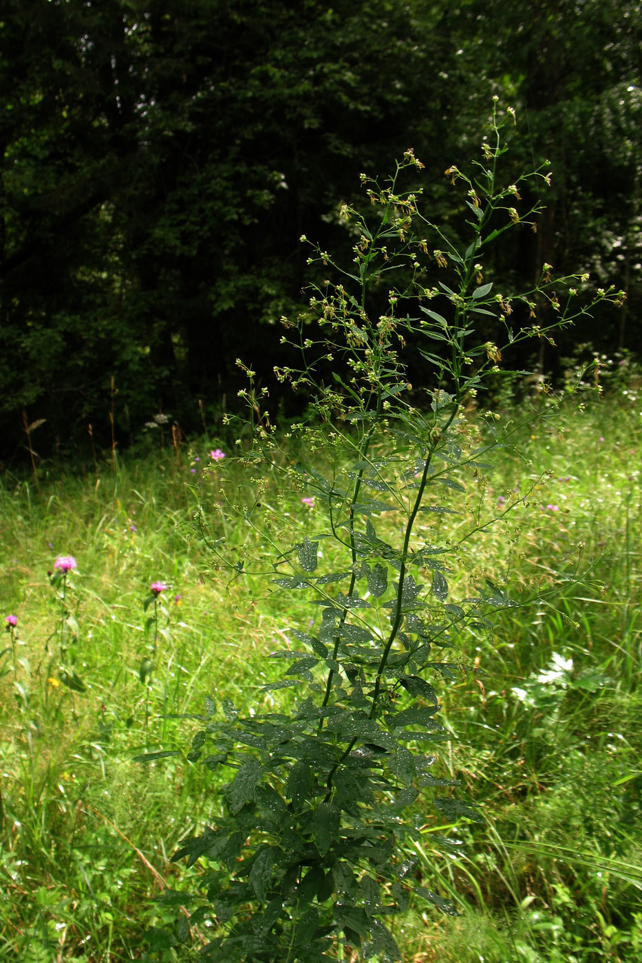 Image of Thalictrum simplex specimen.